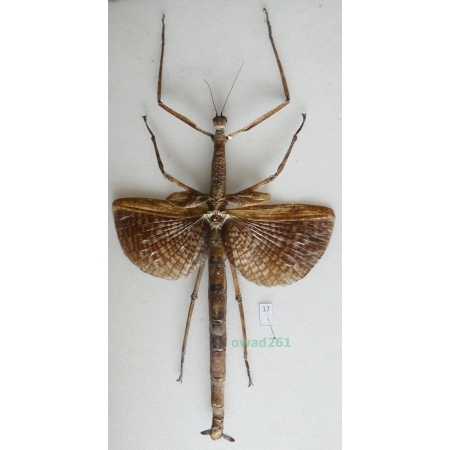 Phasma sp. Indonesia, Irian 123mm17